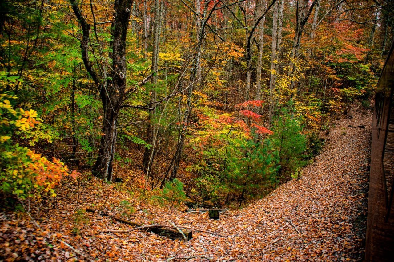 Tennessee in the Fall via Canva