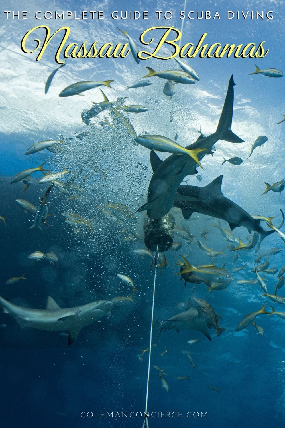 Shark feed Bahamas