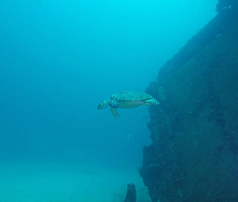 Turtle at Ancient Mariner dive site