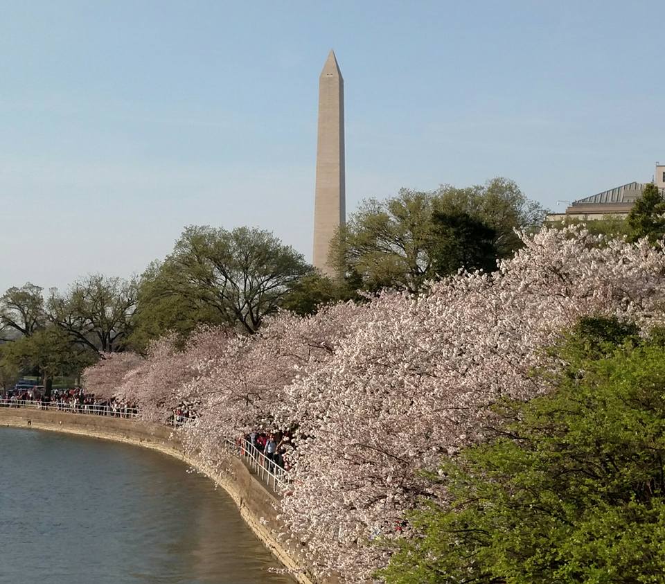 Cherry blossoms around the Tidal Pool with views of the Washington Monument