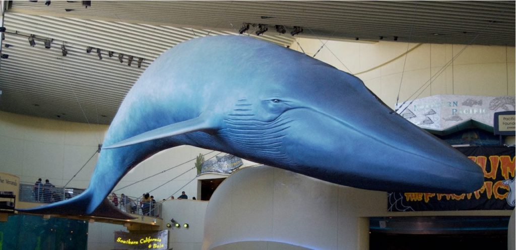 Whale at Aquarium of the Pacific