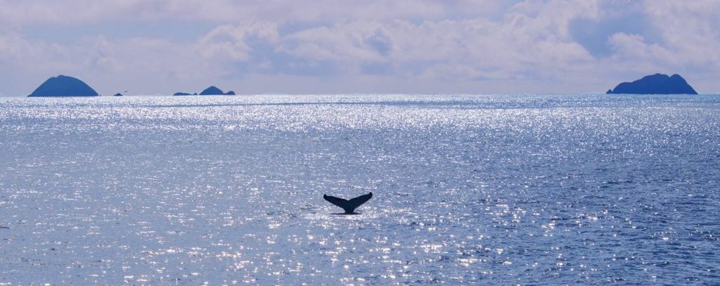 Whale tail between islands