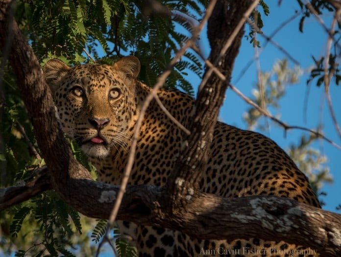 Male leopard in South Luangwa National Park in Zambia. We spent more than an hour one morning with him and his mate. We were the only people there. Photograph, Ann Fisher.