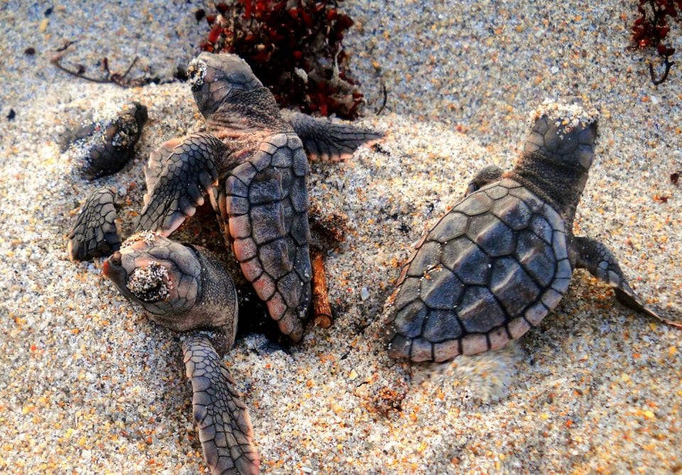 loggerhead turtles hatching from a nest