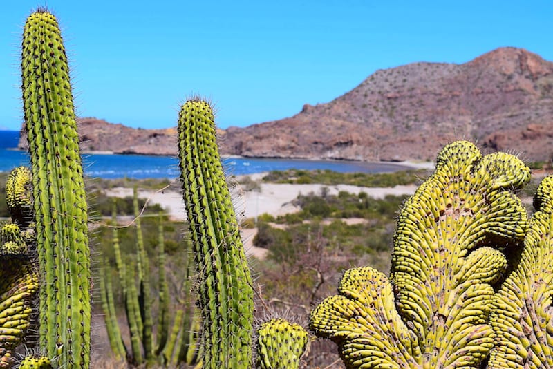 DIY Baja California Road Trip: 64 Tips to Create Your Own Baja Adventure