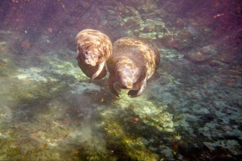 Two Manatees coming up up for air