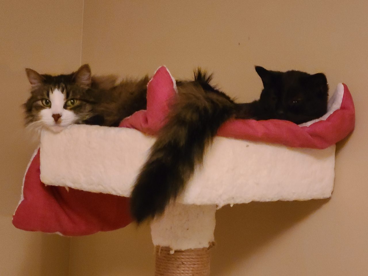 Whiskers and Toki on the Cat Tree