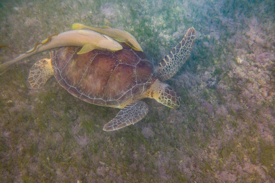 Akumal Bay Turtle with remora
