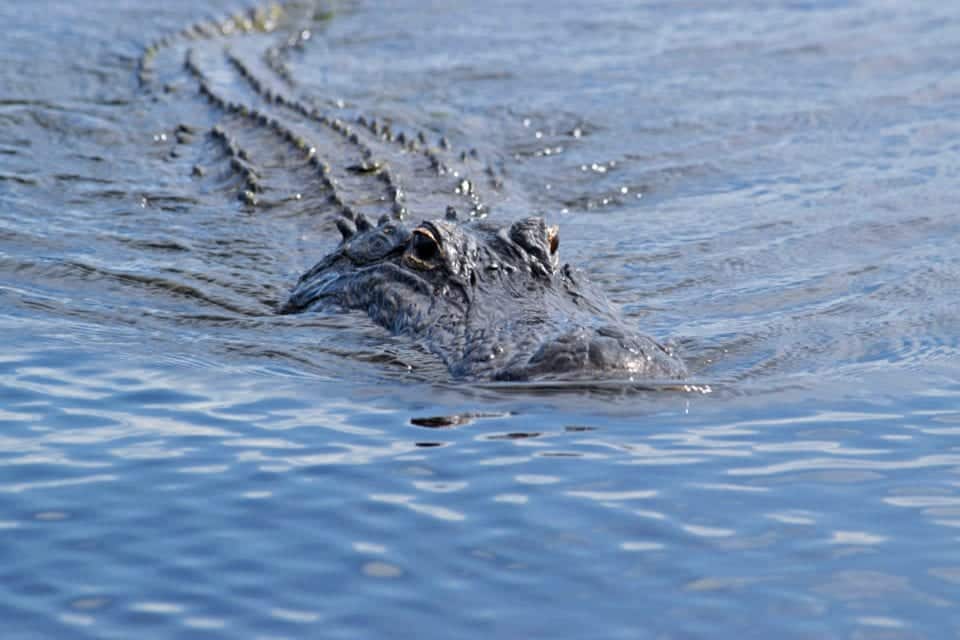 Alligator close-up