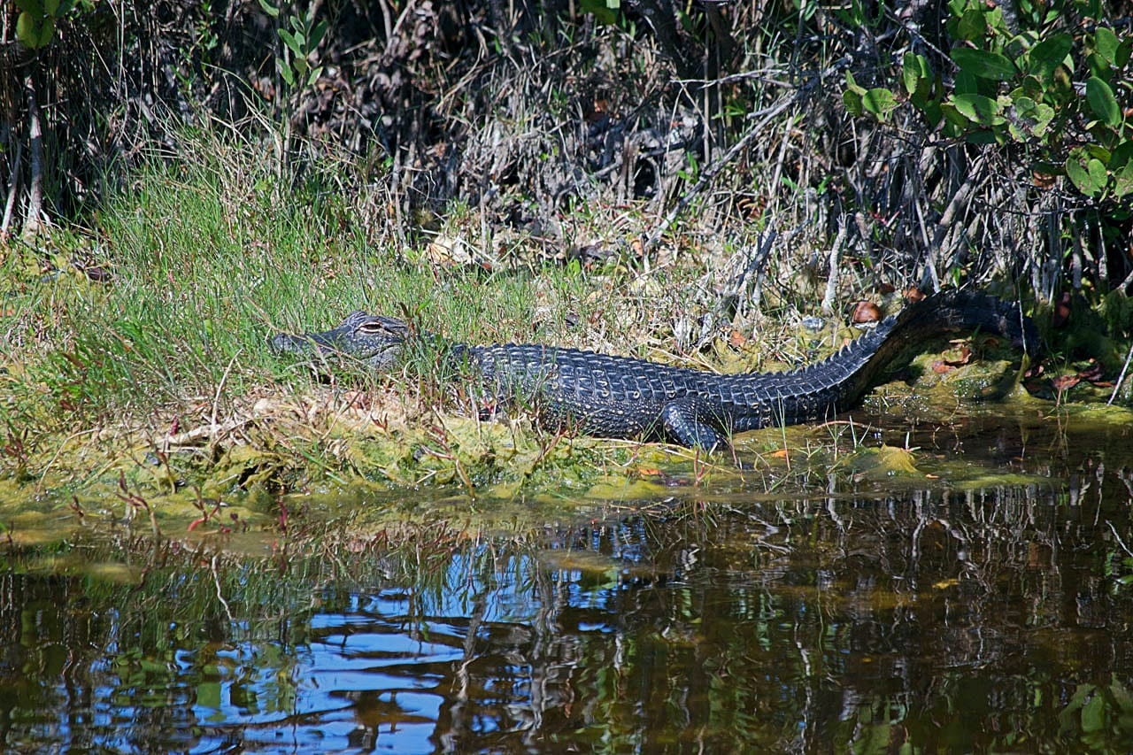 Alligator near Merritt Island
