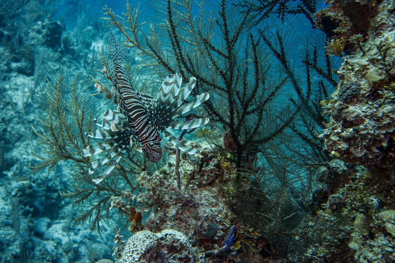 Lion fish while diving the Bahamas