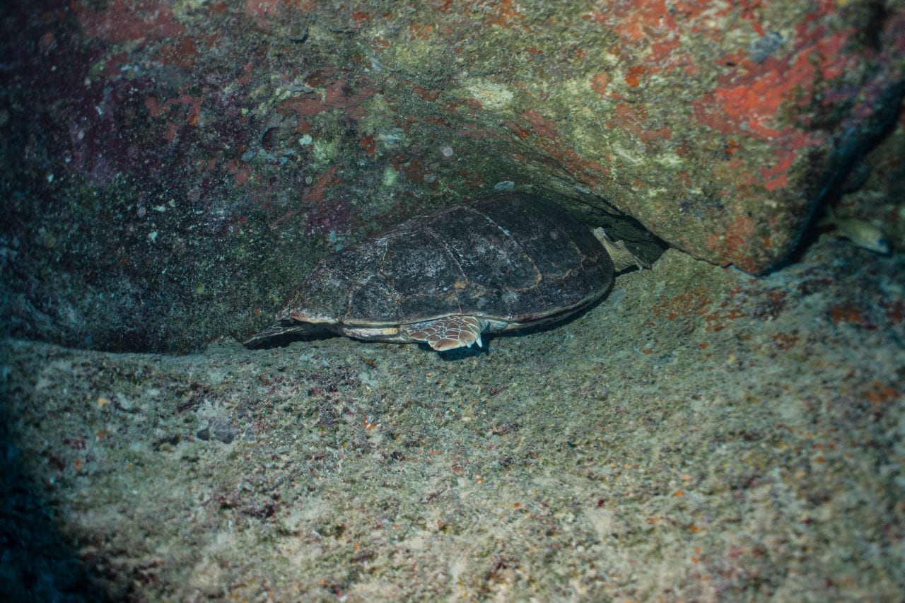 Turtle sleeping in the Lost Blue Hole