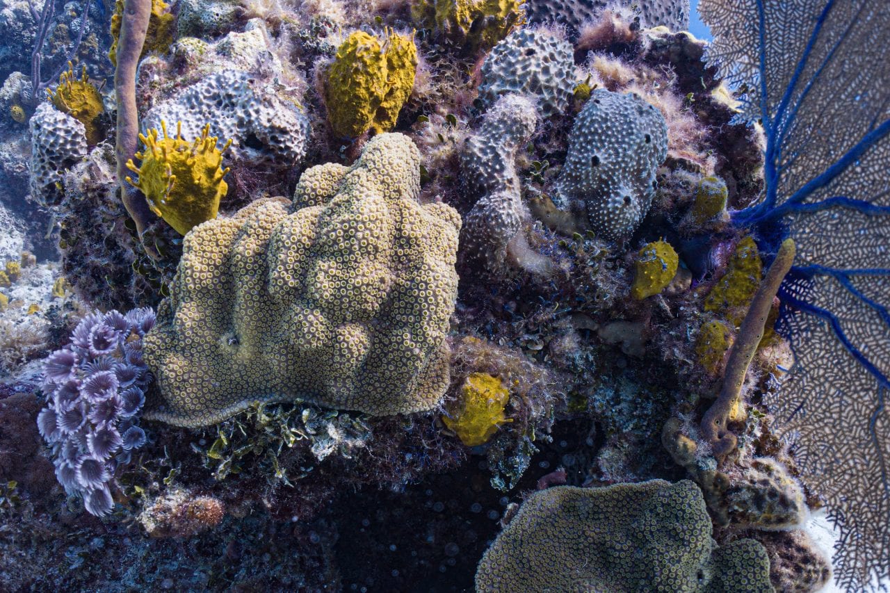 Colorful soft corals on a Nassau dive