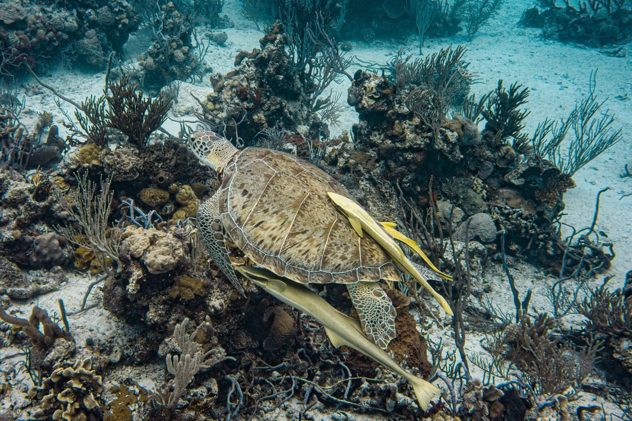 Turtle swimming by on a Bahama drift dive