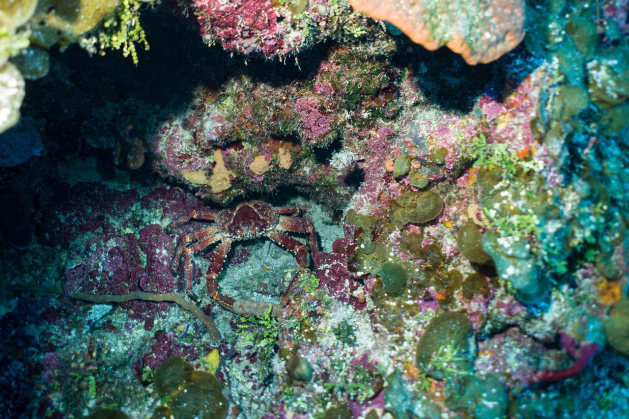 Bahama crab on a dive wall dive
