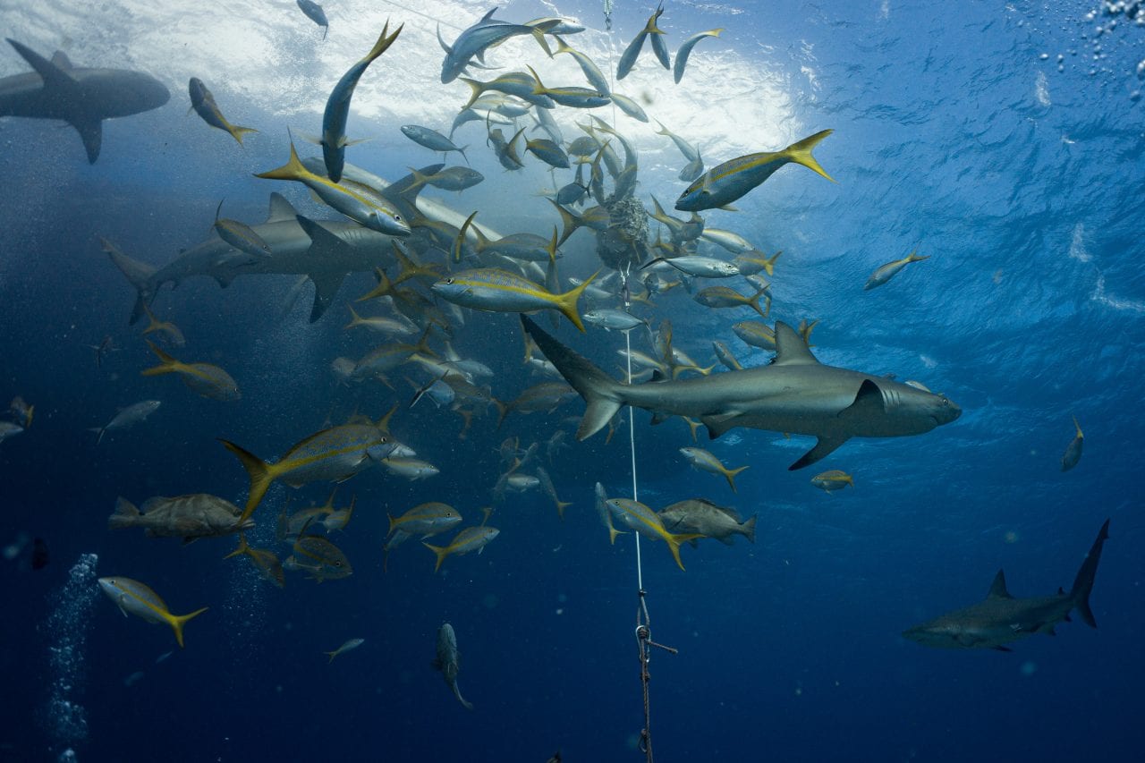 Bahamas shark feeding scuba dive
