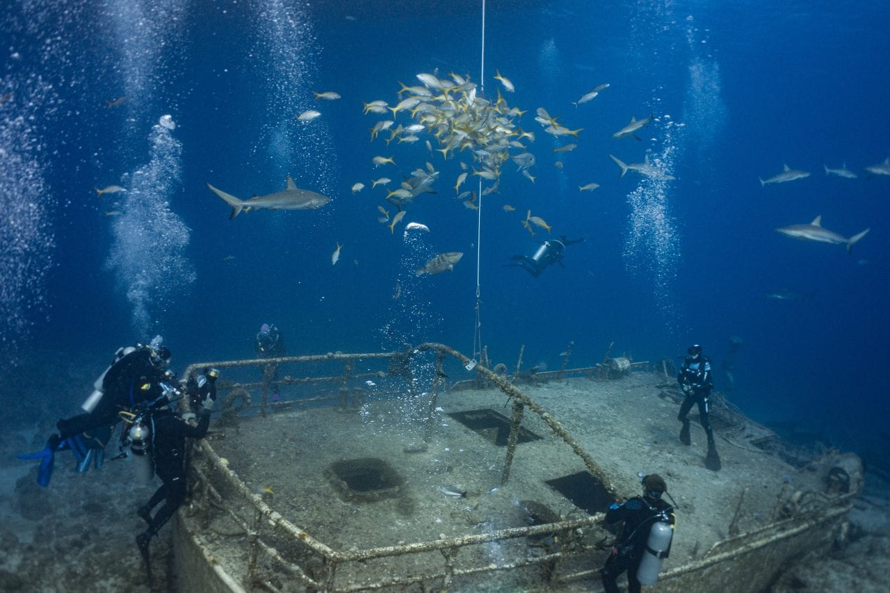 Shark Feeding Dive on in the Bahamas