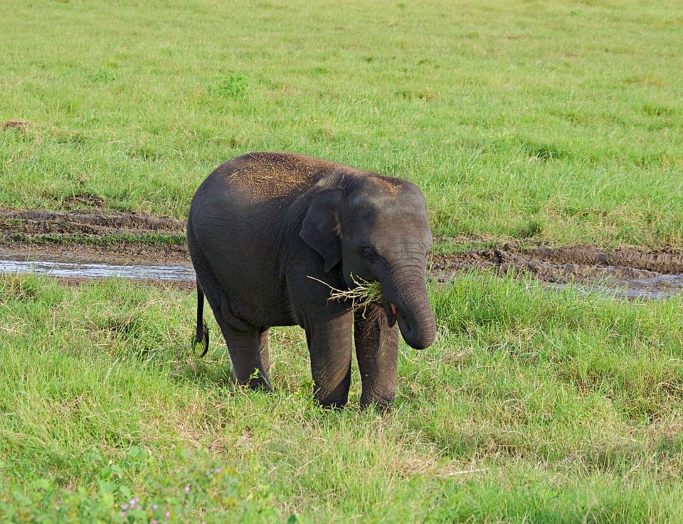 Baby Elephant eating Kaudulla National Park 