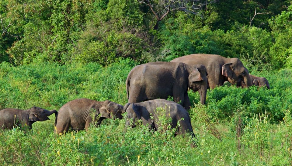 Baby Elephants wrestling Kaudulla National Park 2