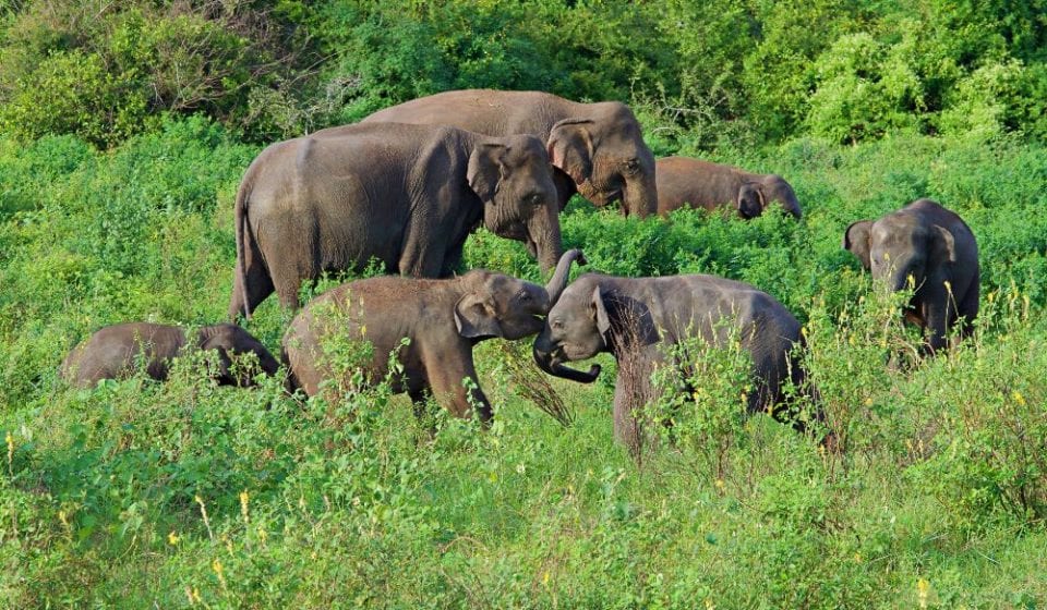 Baby elephants wrestling at Kaudulla National Park
