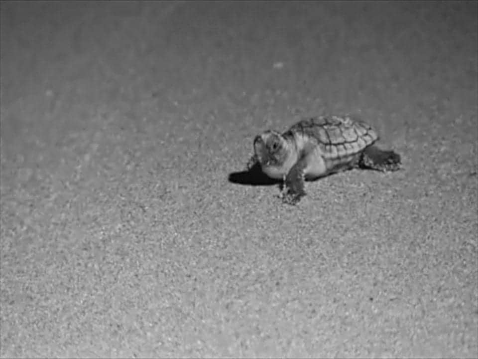 Baby Sea Turtle in an infrared photo (photo provided by STOP)