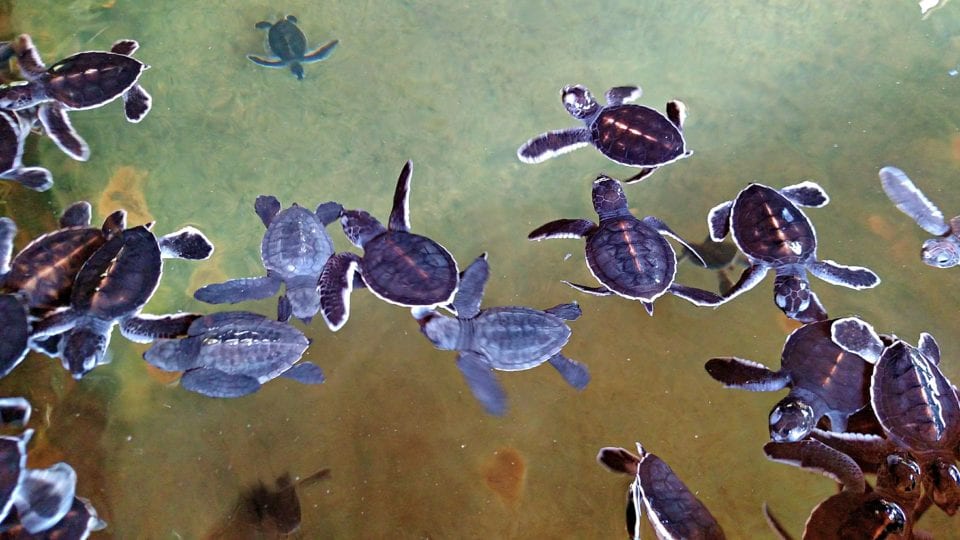 Incredibly cute baby sea turtles at the hatchery in Sri Lanka.