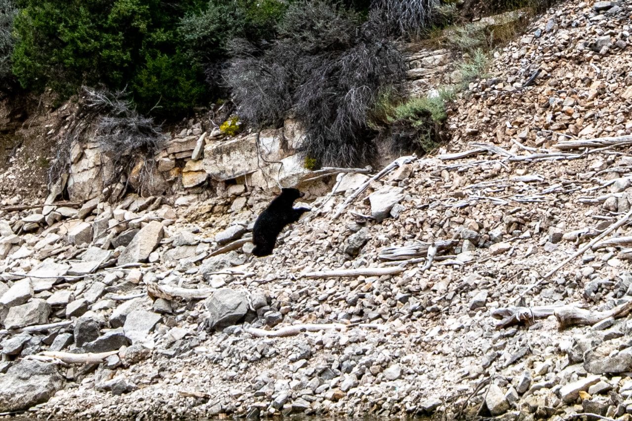Wildlife at Bighorn Canyon