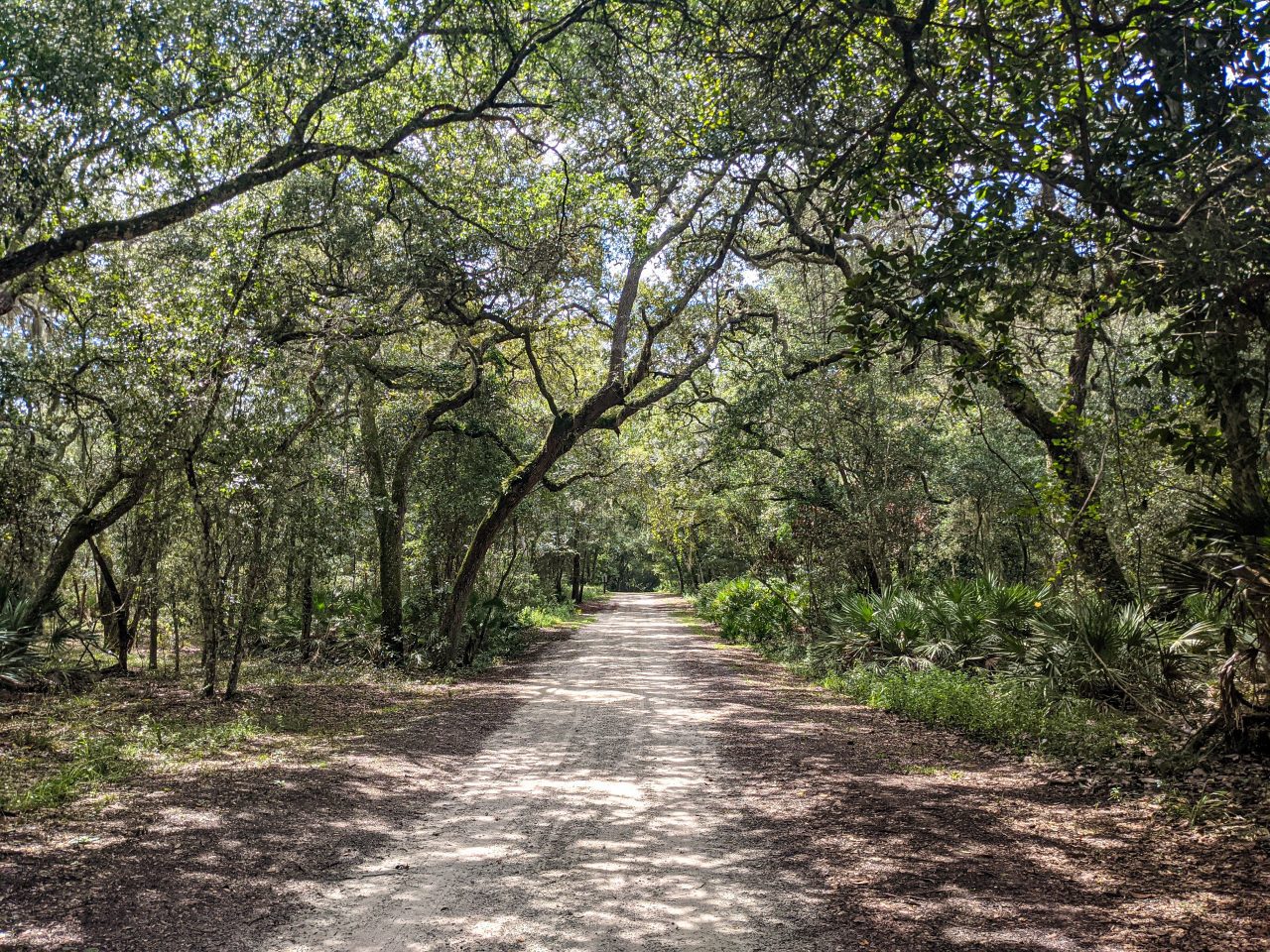 Biking GTM Reserve-bike trail through oak canopy
