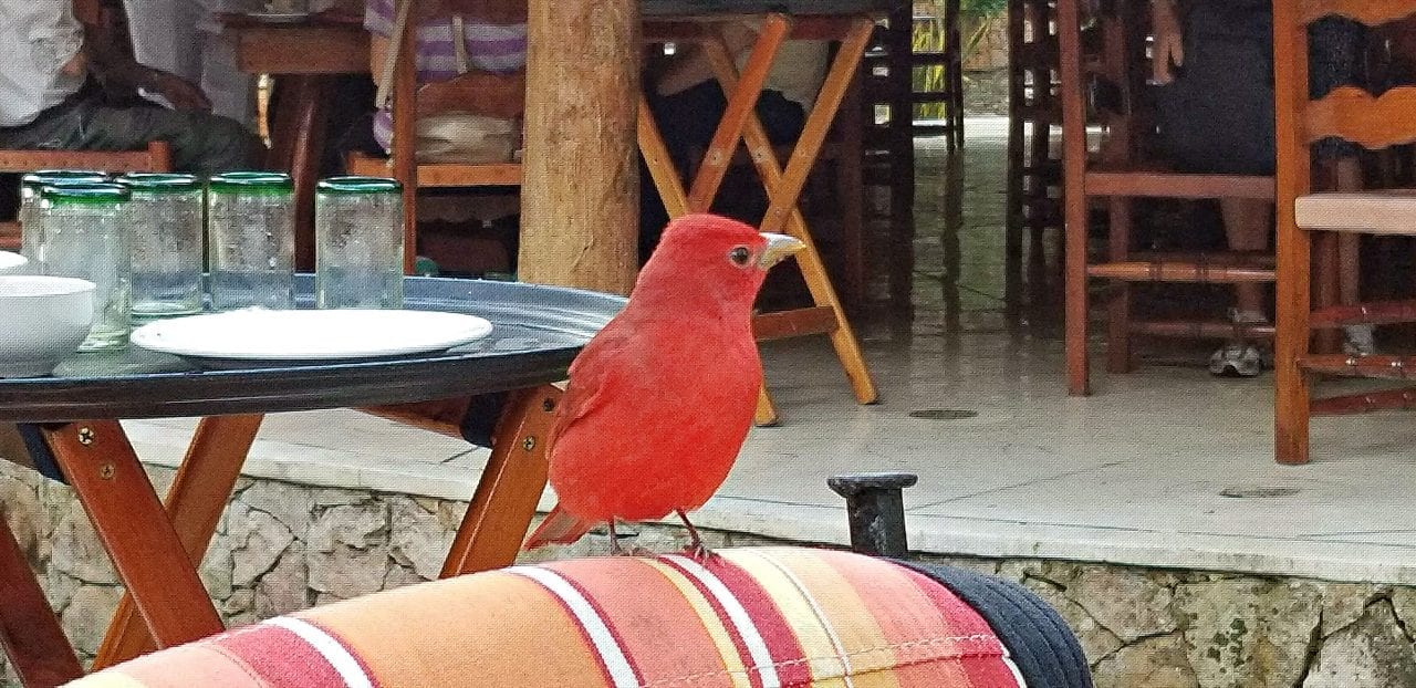 Bird at Breakfast Mayaland Hotel