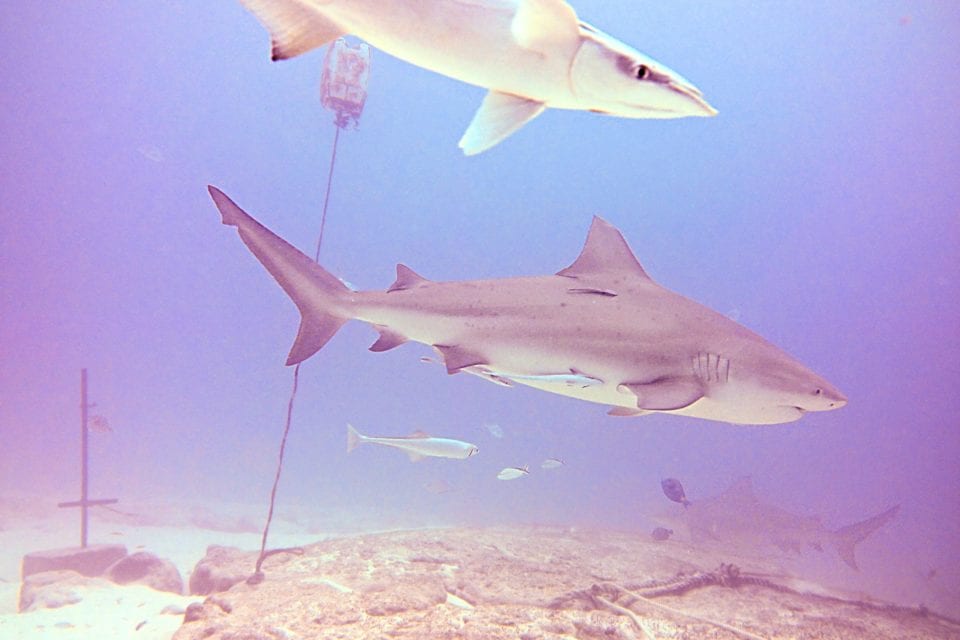 Bull shark with remoras