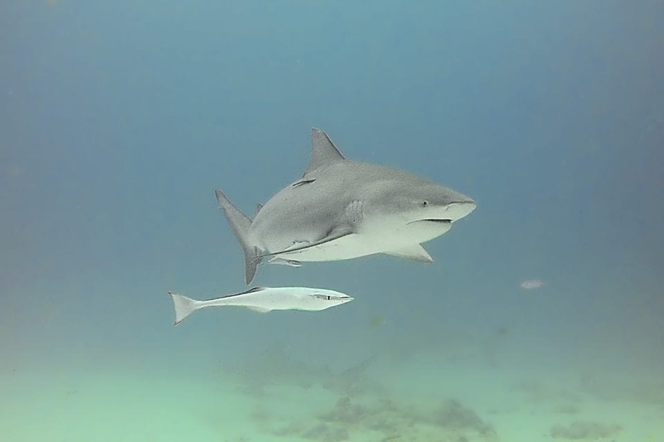 Bull shark with remoras 