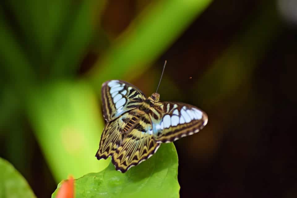 Butterfly Key West Butterfly Garden