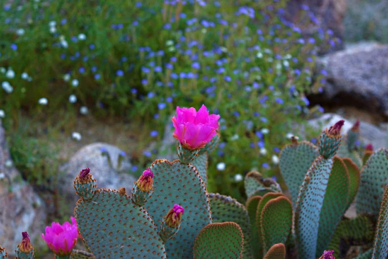 cactus in bloom in Palm Canyon