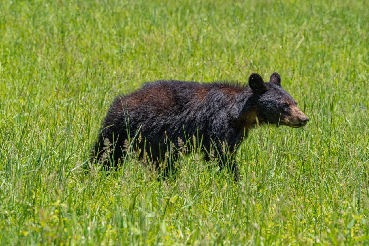 Yearling cub in Cades Cove