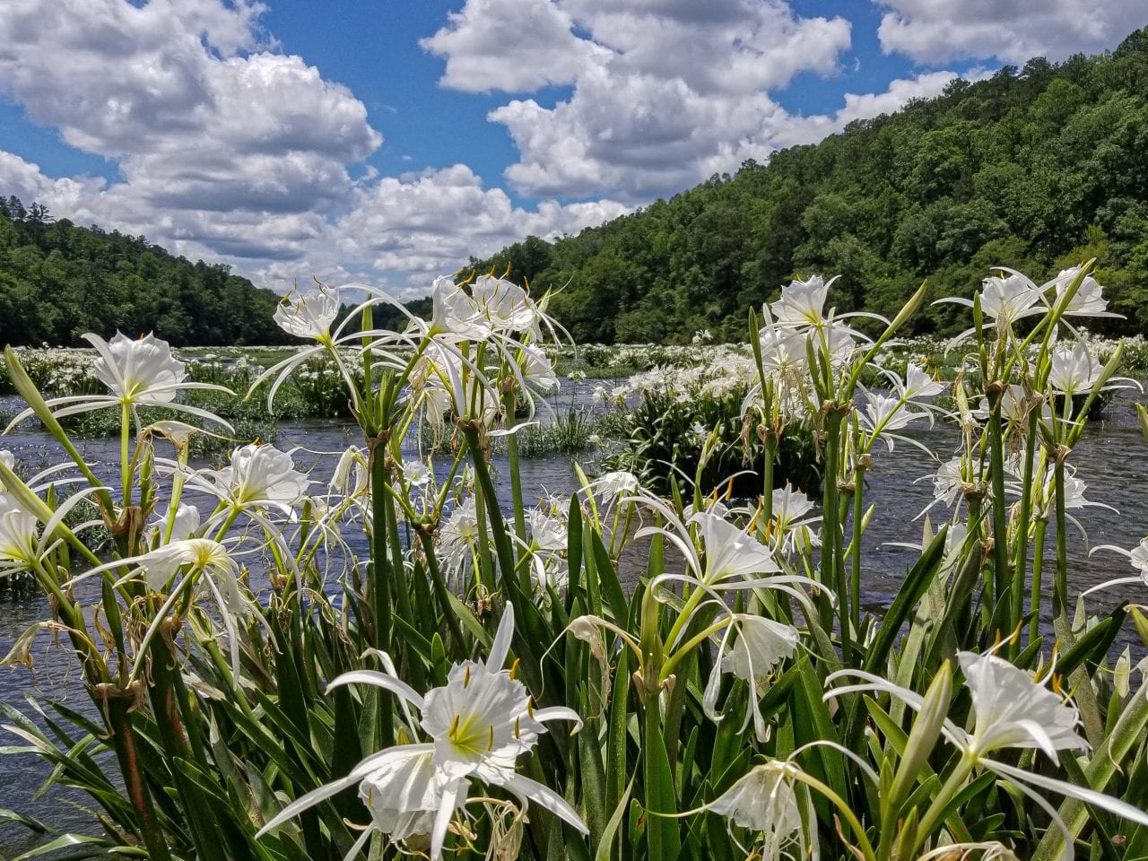 Cahaba lilies on the Cahaba River Alabama