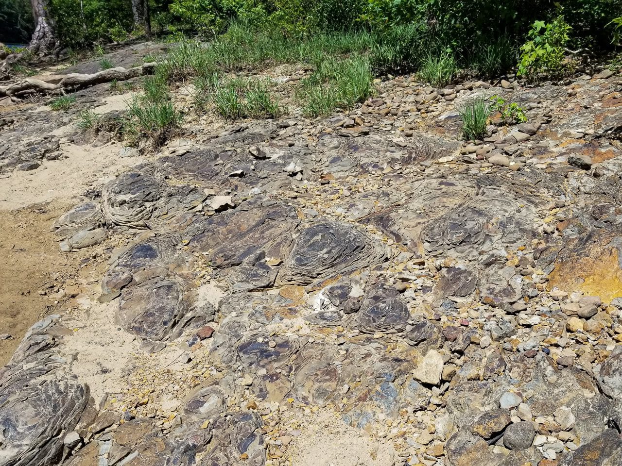 stromatolite on the Cahaba River