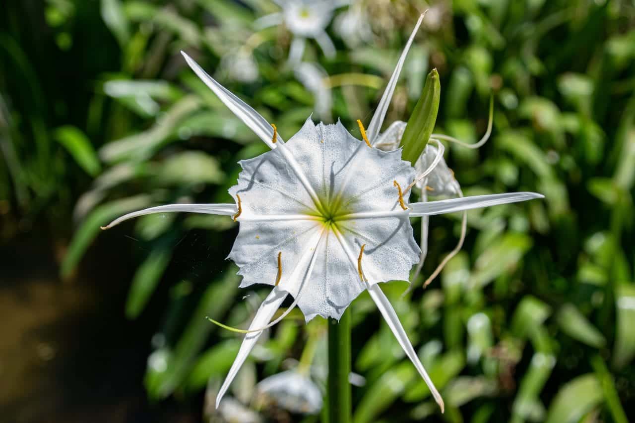 Boka shot of Cahaba lily