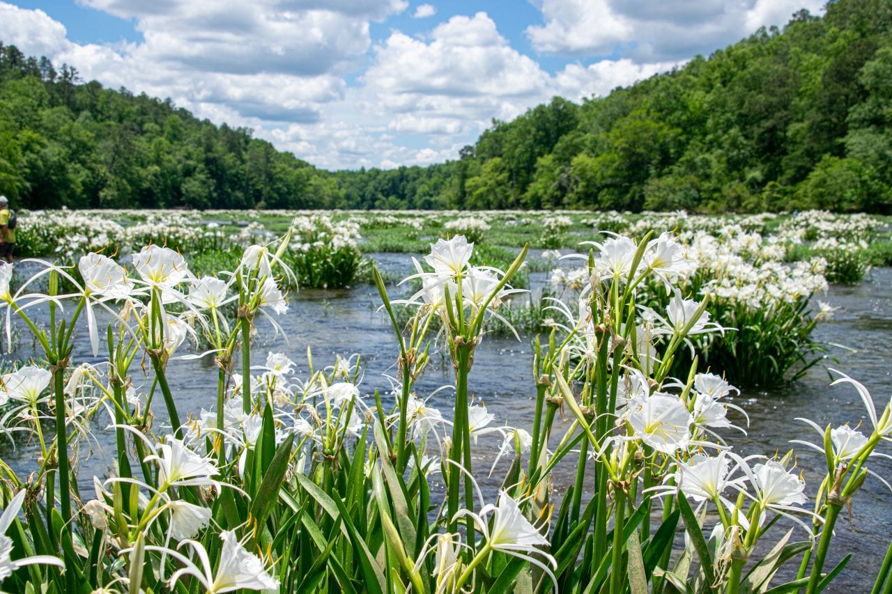 Cahaba lilies on the Cahaba River Alabama