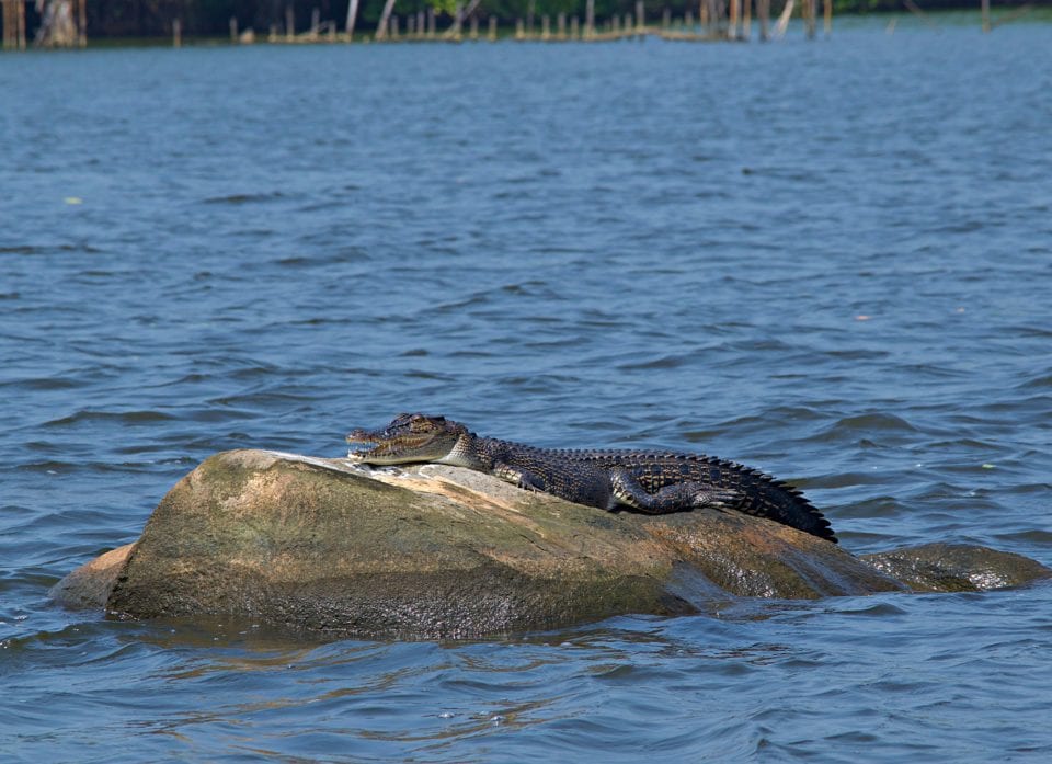 Crocodile in River near Hikkaduwa Sri Lanka