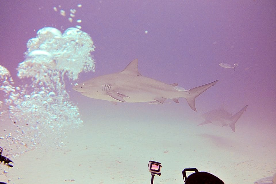 Diver and Bull shark 