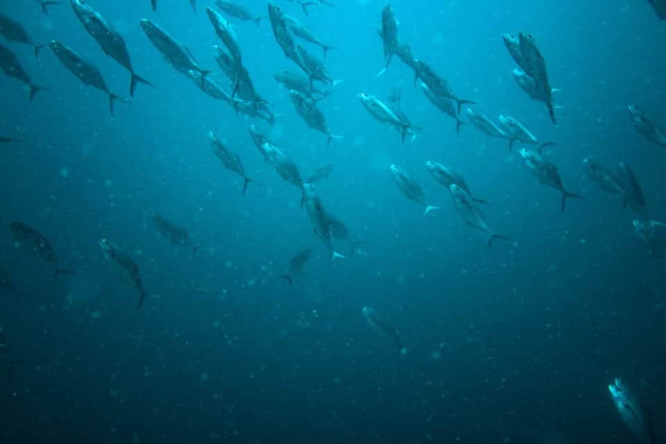 Passing a school of jacks as we return to the surface