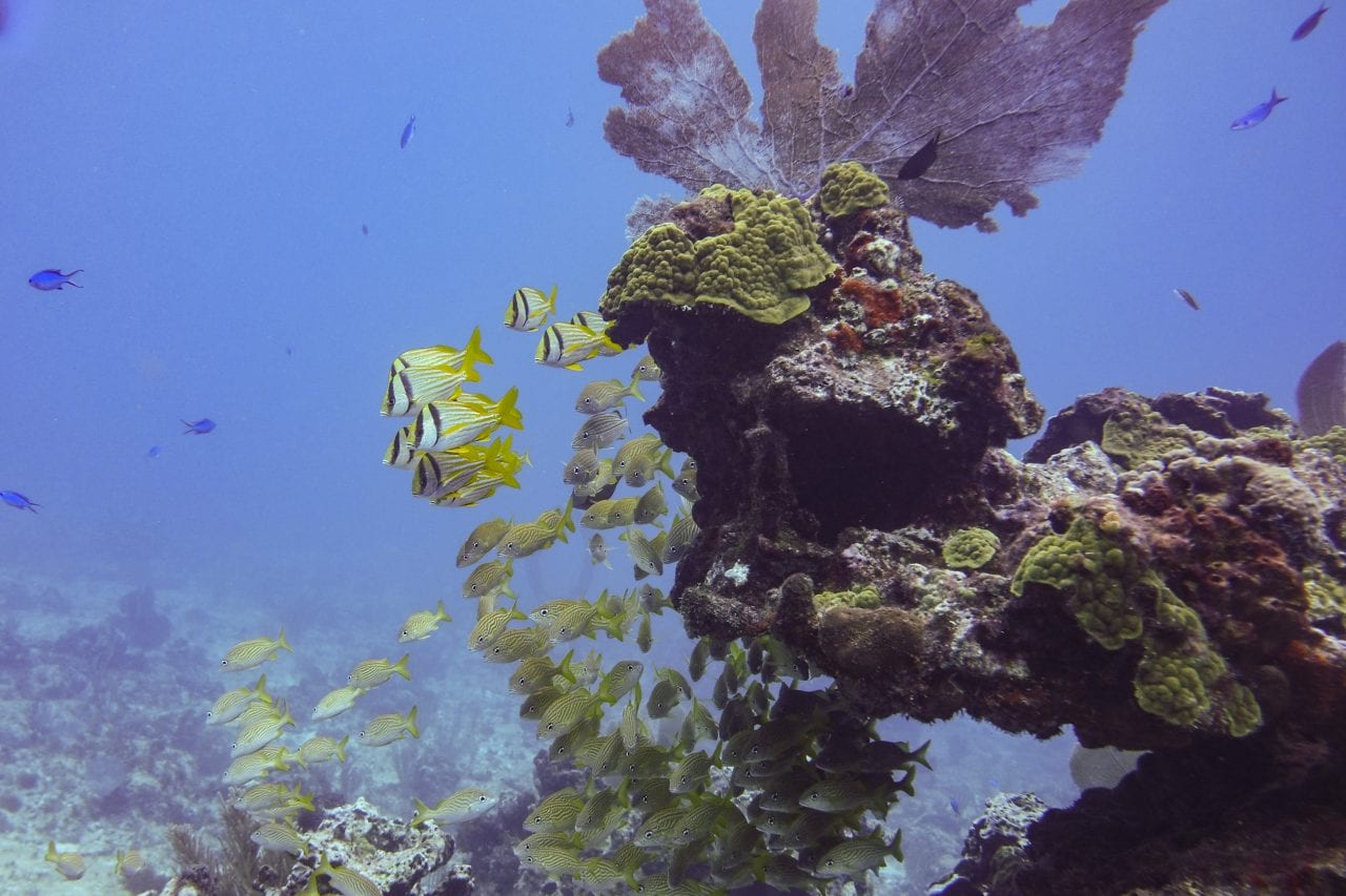 Sea fan on Manchones Reef dive in Cancun
