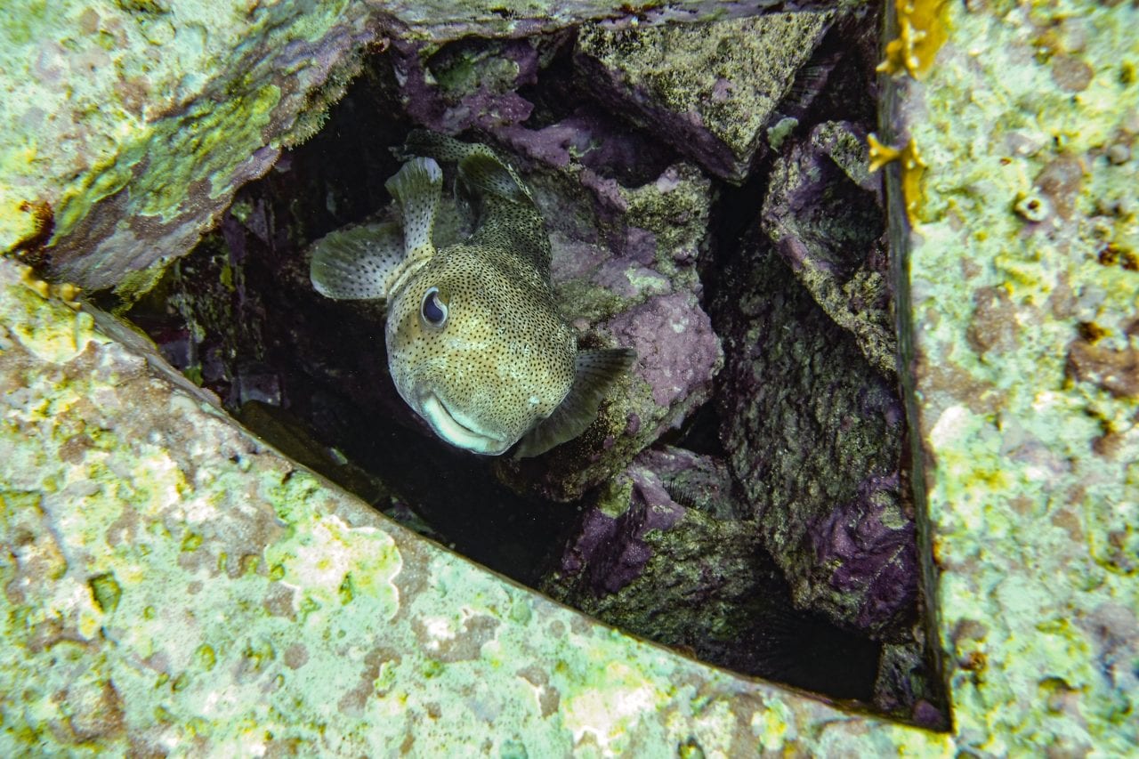 Puffer fish in a rock shelter