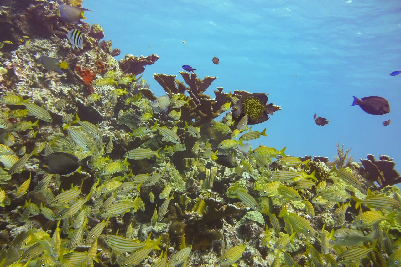 Manchones Reef while Scuba Diving Cancun 
