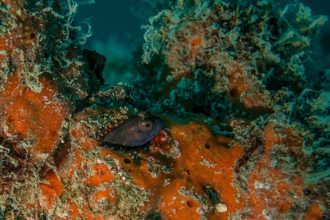 A blenny seen while diving Panama City Beach Florida