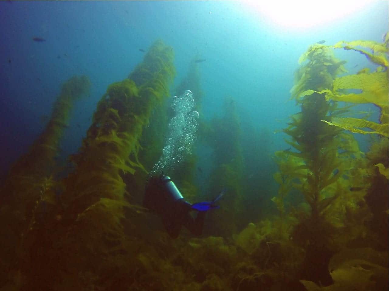 Following Jenn into the kelp