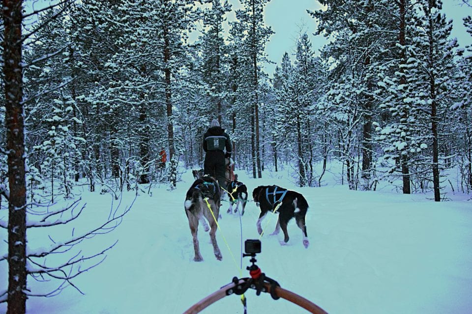 Dog sledding Norway