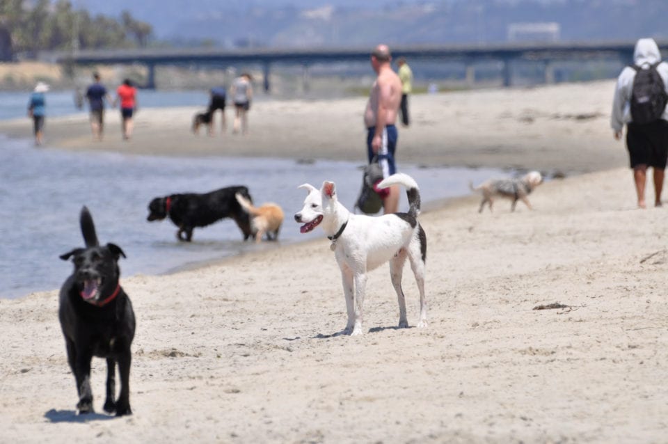 Dog Beach is on the North end of Ocean Beach - photo credit -> oceanbeach