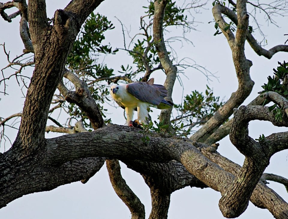 Eagle eating Kaudulla National Park