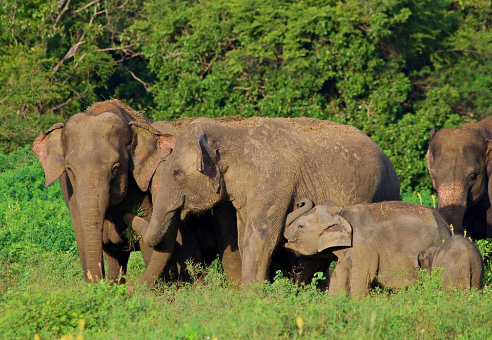 Elephant family sharing food Kaudulla National Park